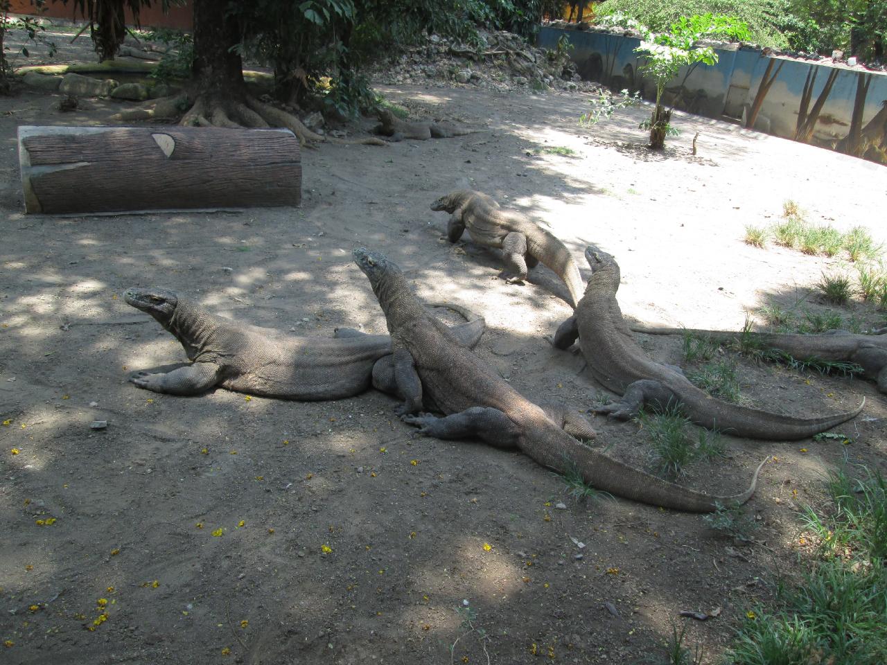 Komodo Dragons